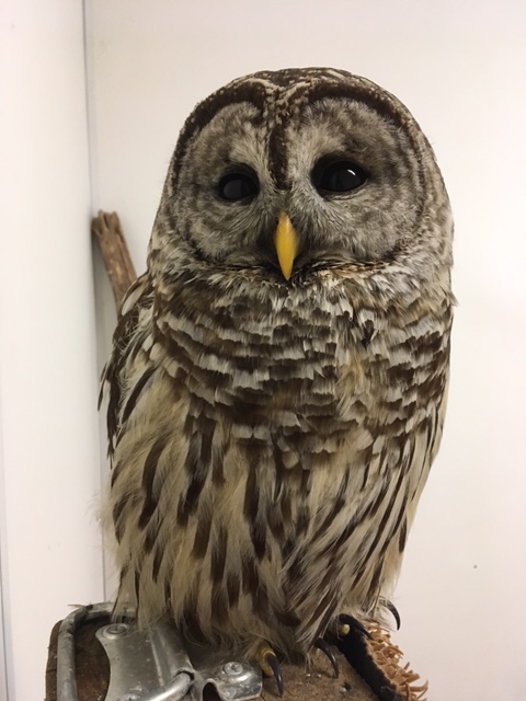 Rehab Case Files: Barred Owl