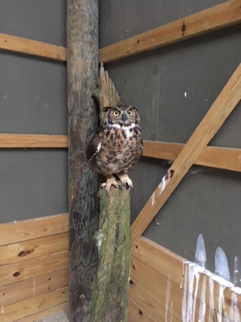 Rehab Case Files: Great Horned Owl