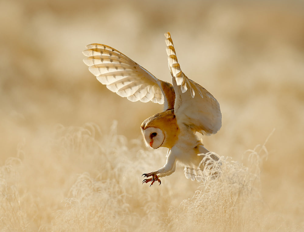 flying barn owl