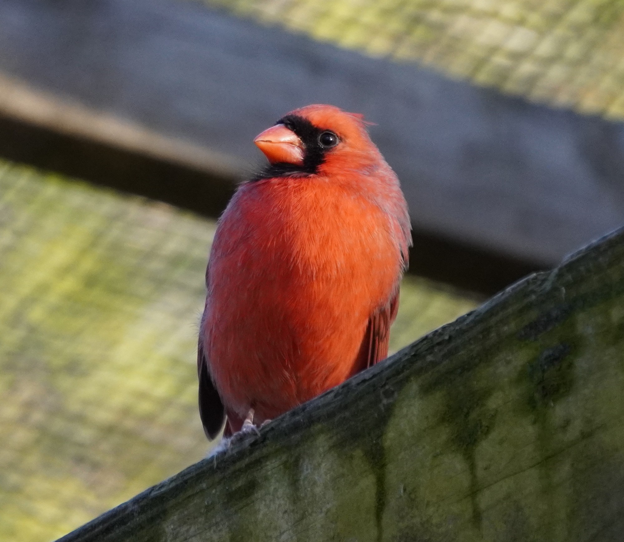 Cardinal looking cute