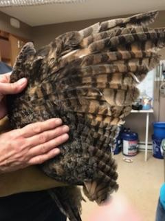 Rehab Case Files: Imping a Great horned owl