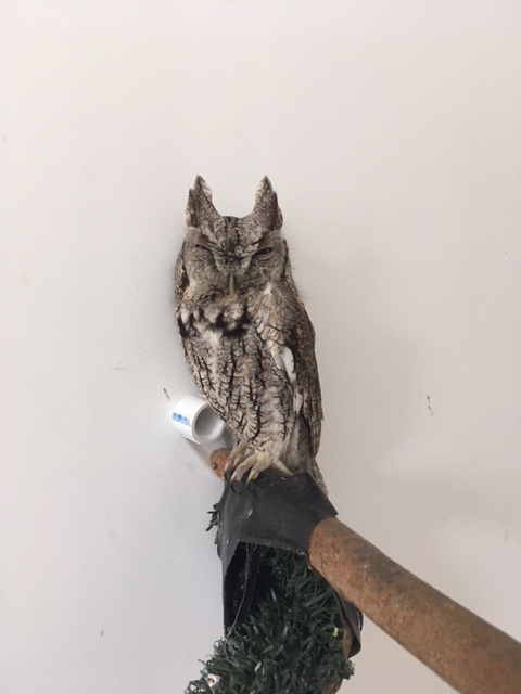 Screech owl