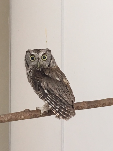 Rehab Case Files: Screech Owl x 4