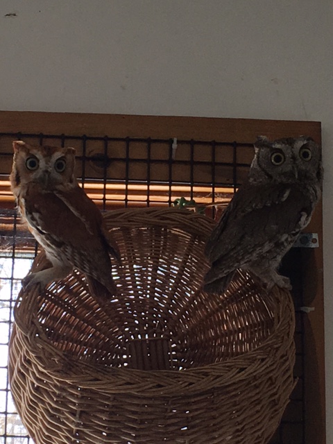 Screech owl