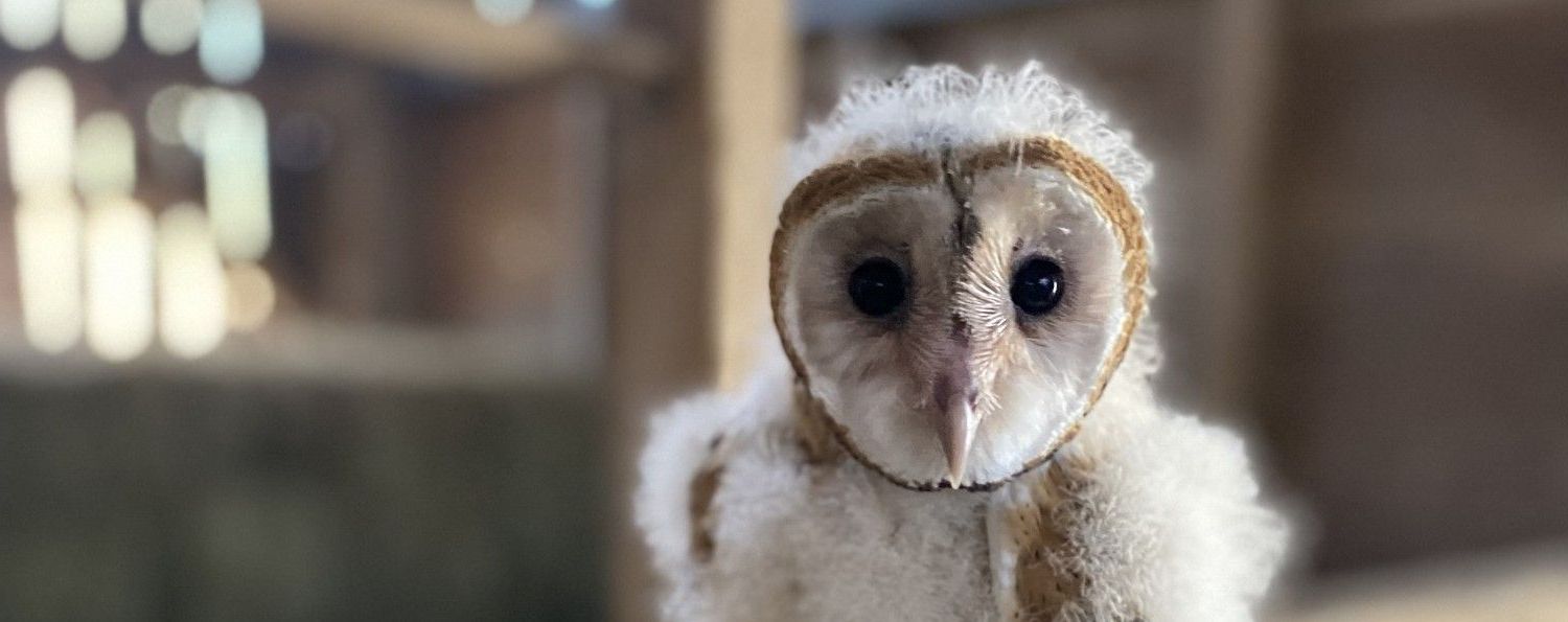 Treating Injured and Orphaned Birds