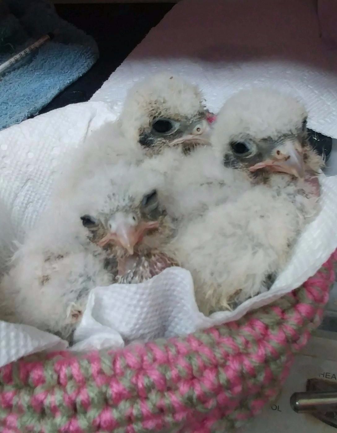 American Kestrel Nestlings