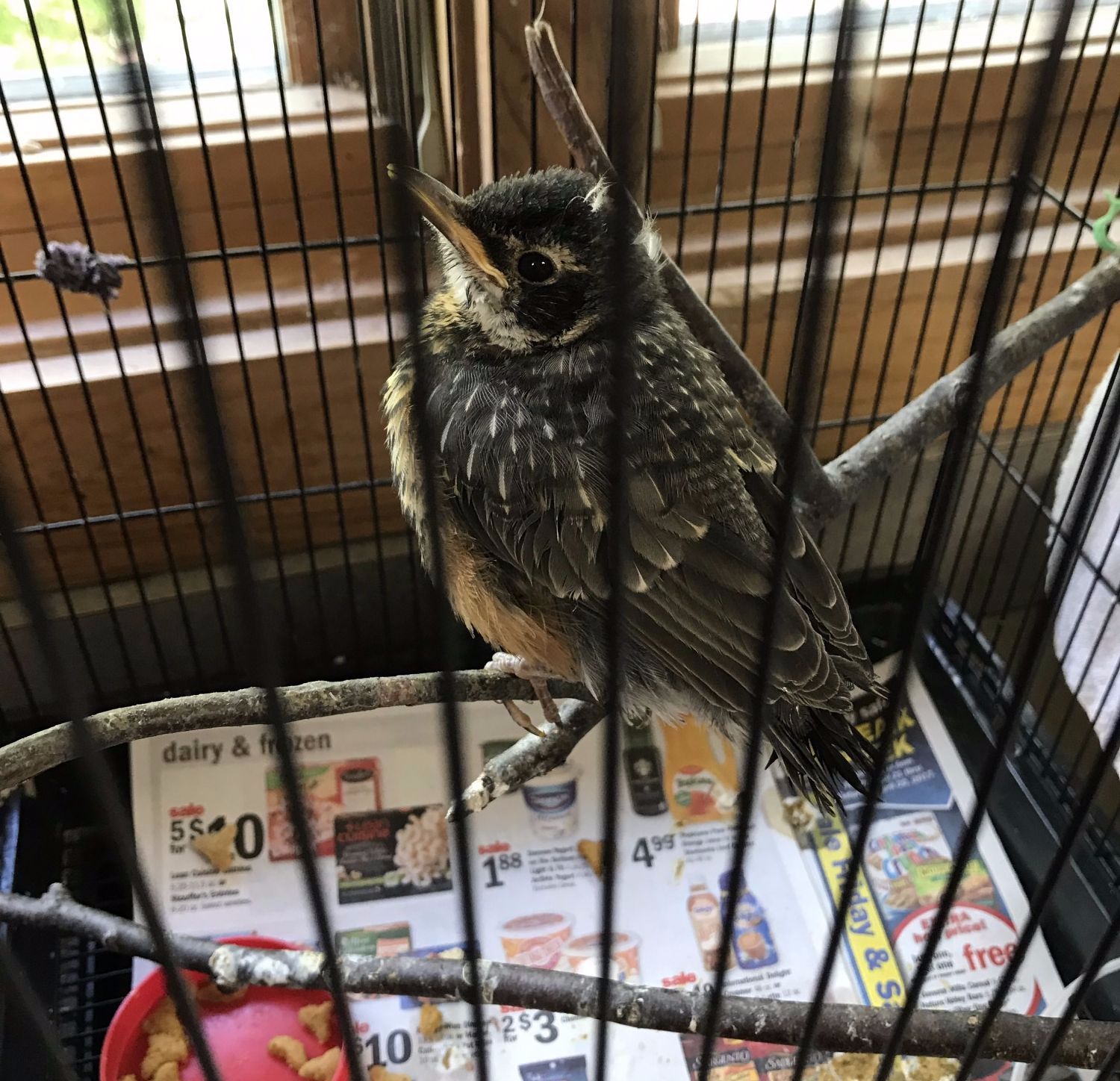 American Robin