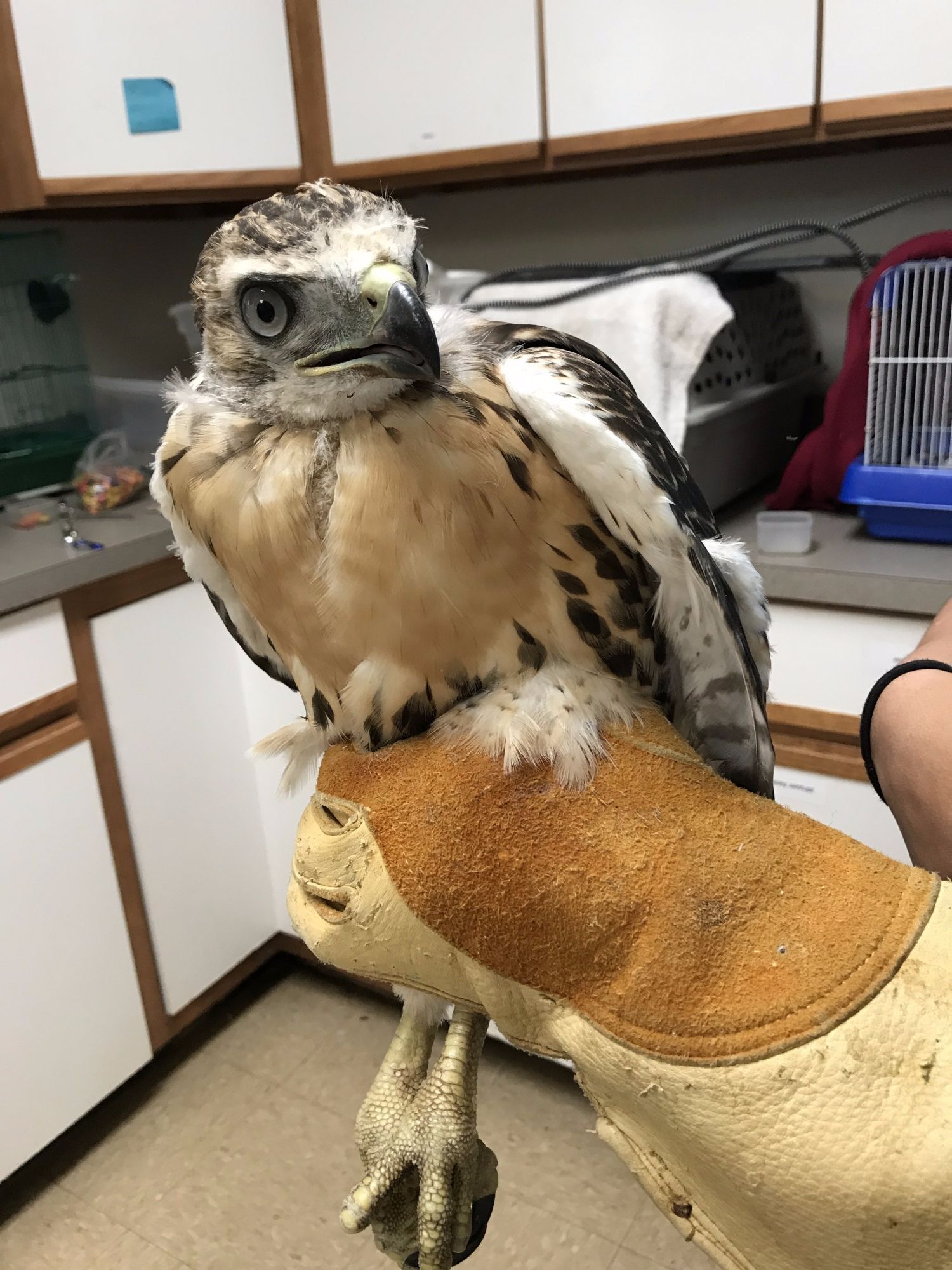 Juvenile Red-Tailed Hawk